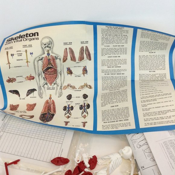 Human Body Science Kit from Educational Insights Kit #EI-2525 Teaching Tool - Picture 6 of 14